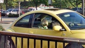 Who is in charge - dog in front seat