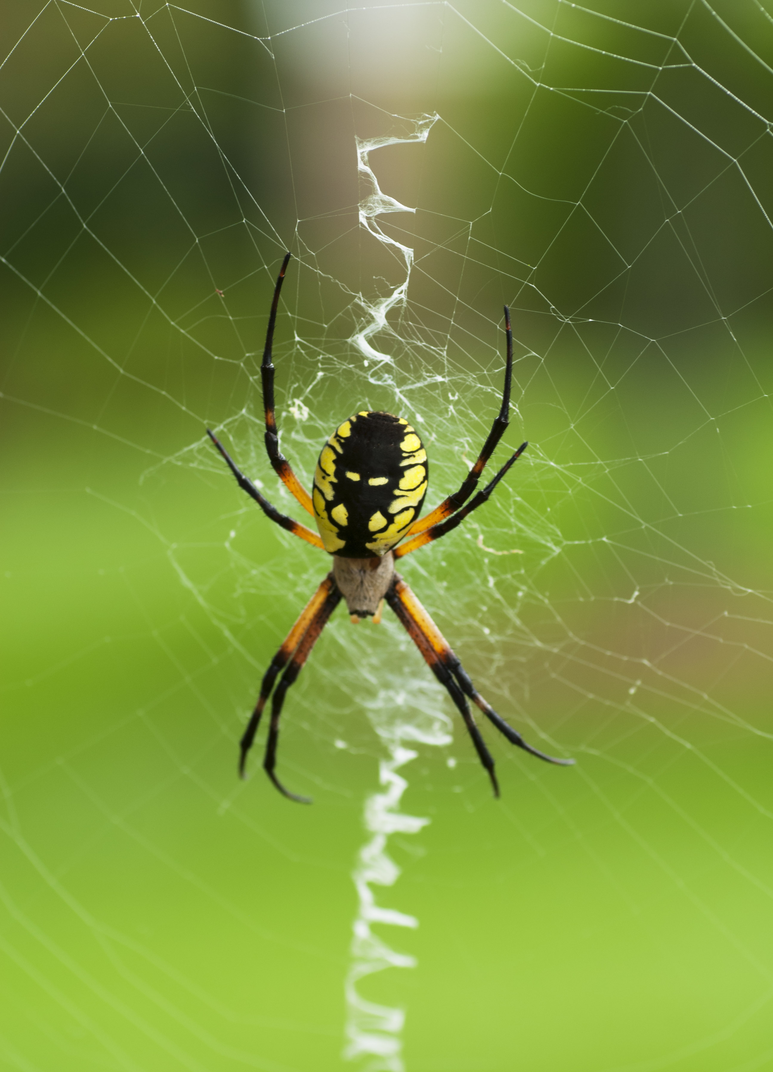 Black Yellow Garden Argiope spider Teresa K Lasher