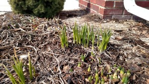 Spring is springing-daffodils pop thru green grass