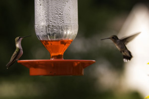 "Hummingbirds" photo by Steve Lasher