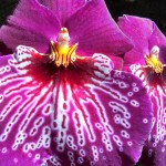 Orchid, Frederick Meijer Gardens 