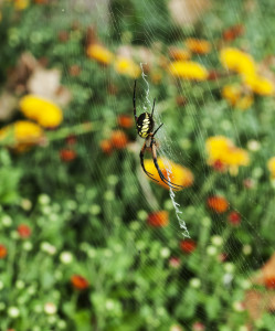 Garden Spider 4
